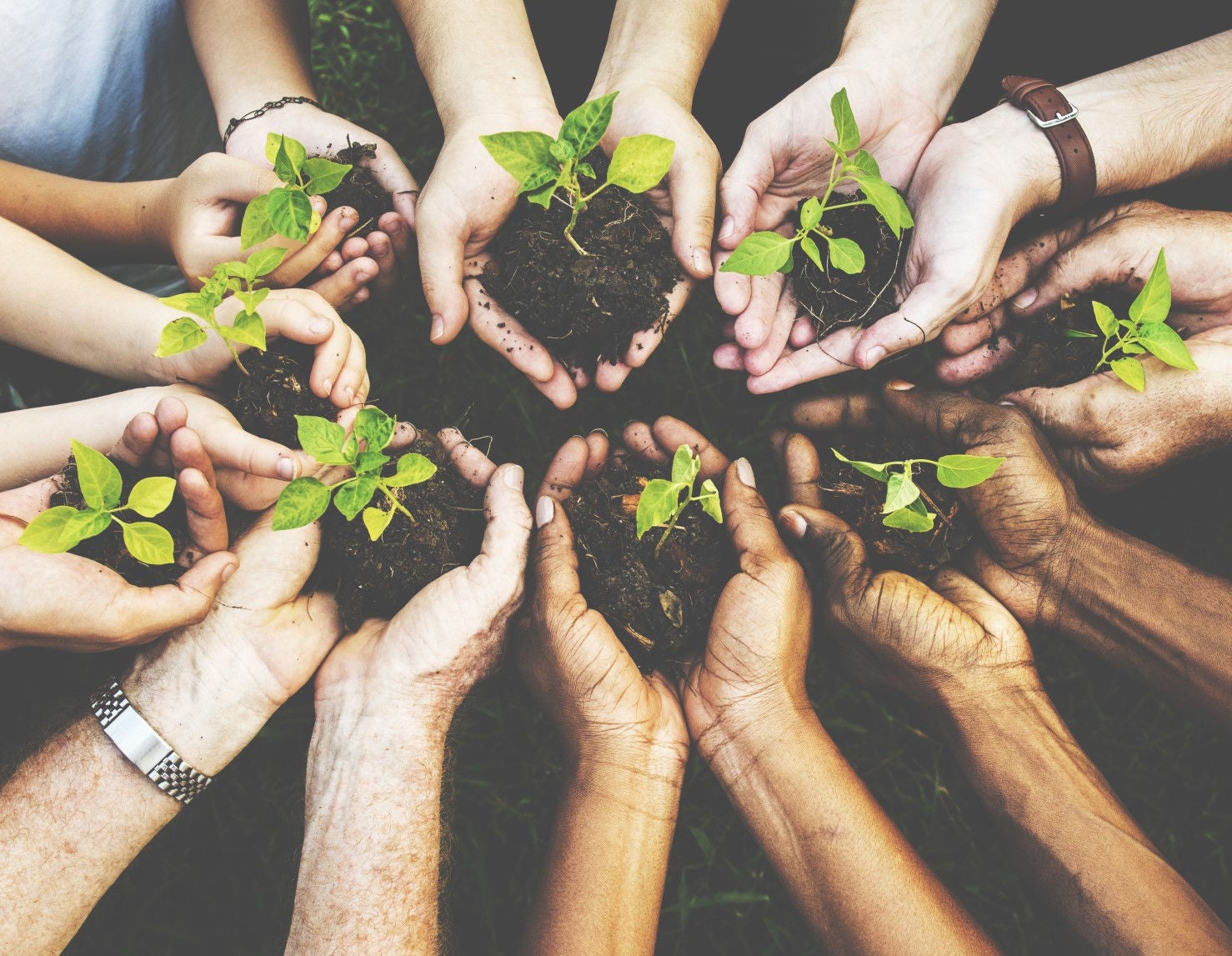 Plants being held in hands